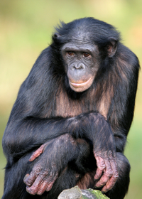 Факты: «Самые близкие к человеку обезьяны»
